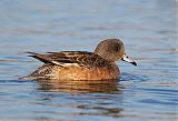 American Wigeon